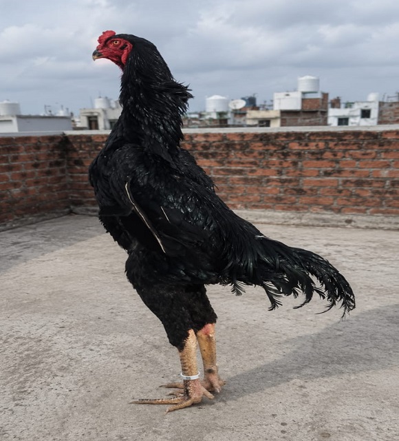 Black Shamo Aseel Fertile Eggs for Sale in Islamabad