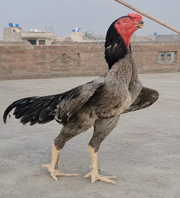 Blue Shamo Aseel Fertile Eggs for Sale in Islamabad