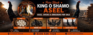 Pure Black King O Shamo Aseel Eggs Chicks and Breeders for Sale in Islamabad Pakistan
