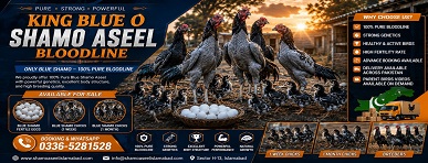 Pure Blue King O Shamo Aseel Eggs Chicks and Breeders for Sale in Islamabad Pakistan