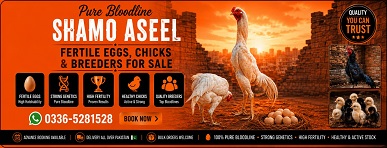 Pure White O Shamo Aseel Eggs Chicks and Breeders for Sale in Islamabad Pakistan