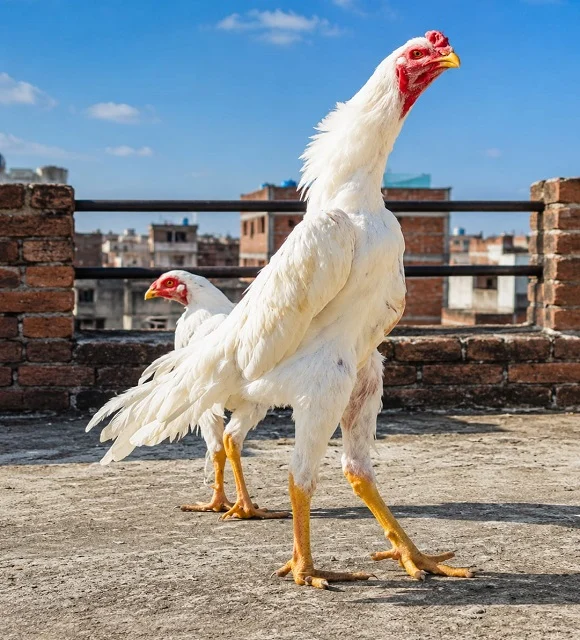 White Shamo Aseel Fertile Eggs for Sale in Islamabad