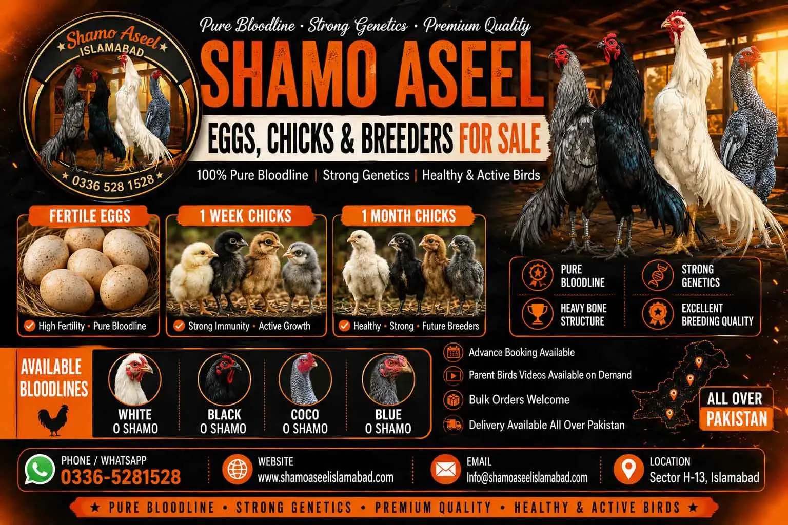 Pure Black King O Shamo Aseel for Sale in Islamabad Pakistan