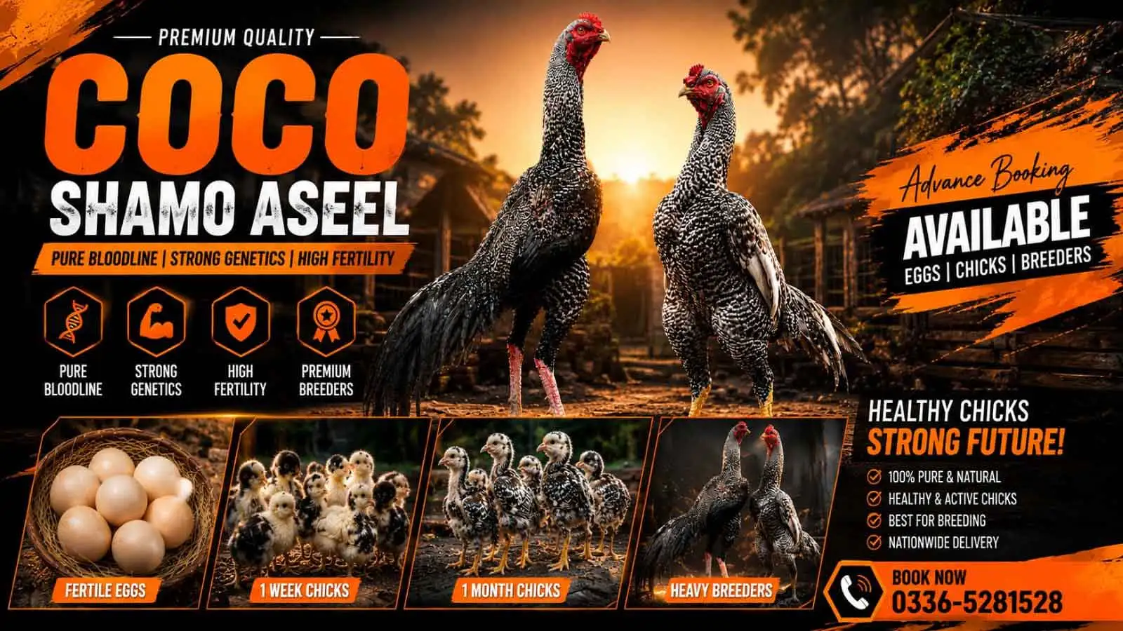 Coco Shamo Aseel Pure Bloodline Bird for Sale in Islamabad Pakistan