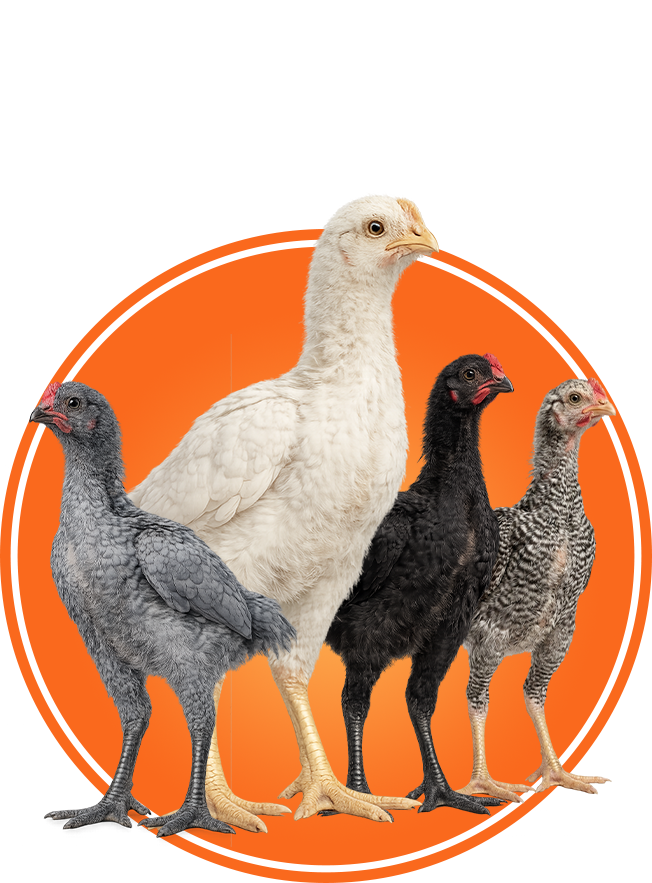 Pure King O Shamo Aseel Eggs Chicks and Breeders for Sale in Islamabad Pakistan