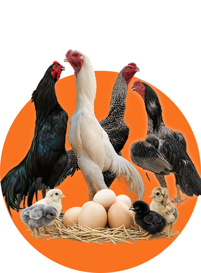 Pure King O Shamo Aseel Eggs, Chicks and Breeders for Sale in Islamabad Pakistan