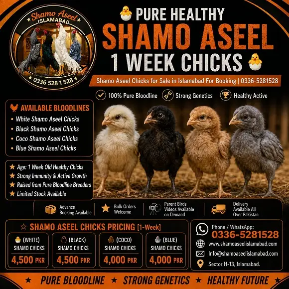 1 Week Shamo Aseel Chicks for Sale in Islamabad