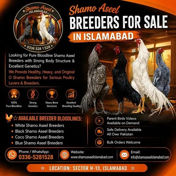Pure King Shamo Breeders in Islamabad