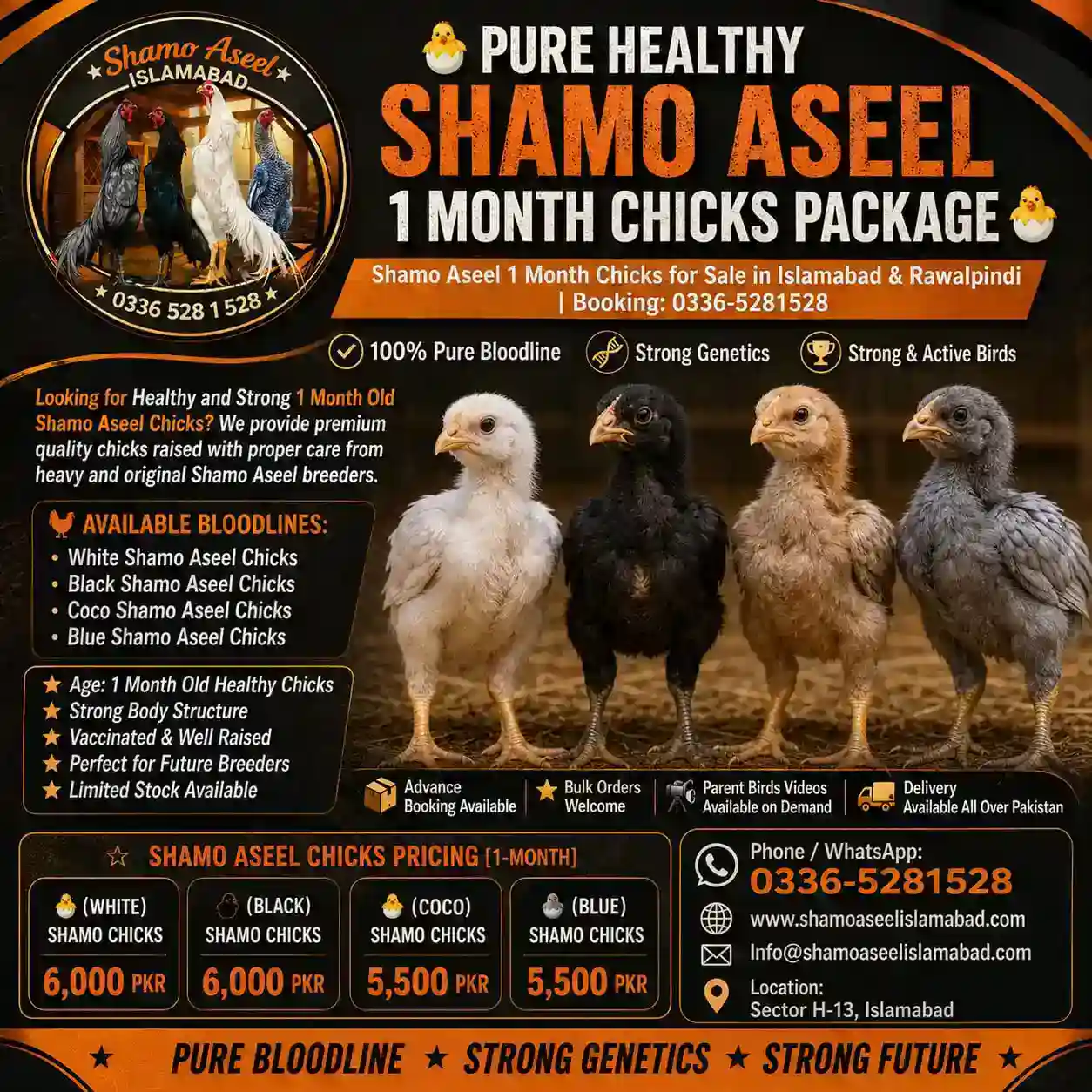 Pure King O Shamo Aseel 1 Month Chicks for Sale in Islamabad Pakistan