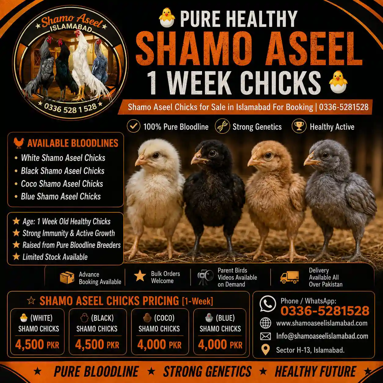 1 Week Shamo Aseel Chicks for Sale in Islamabad Pakistan