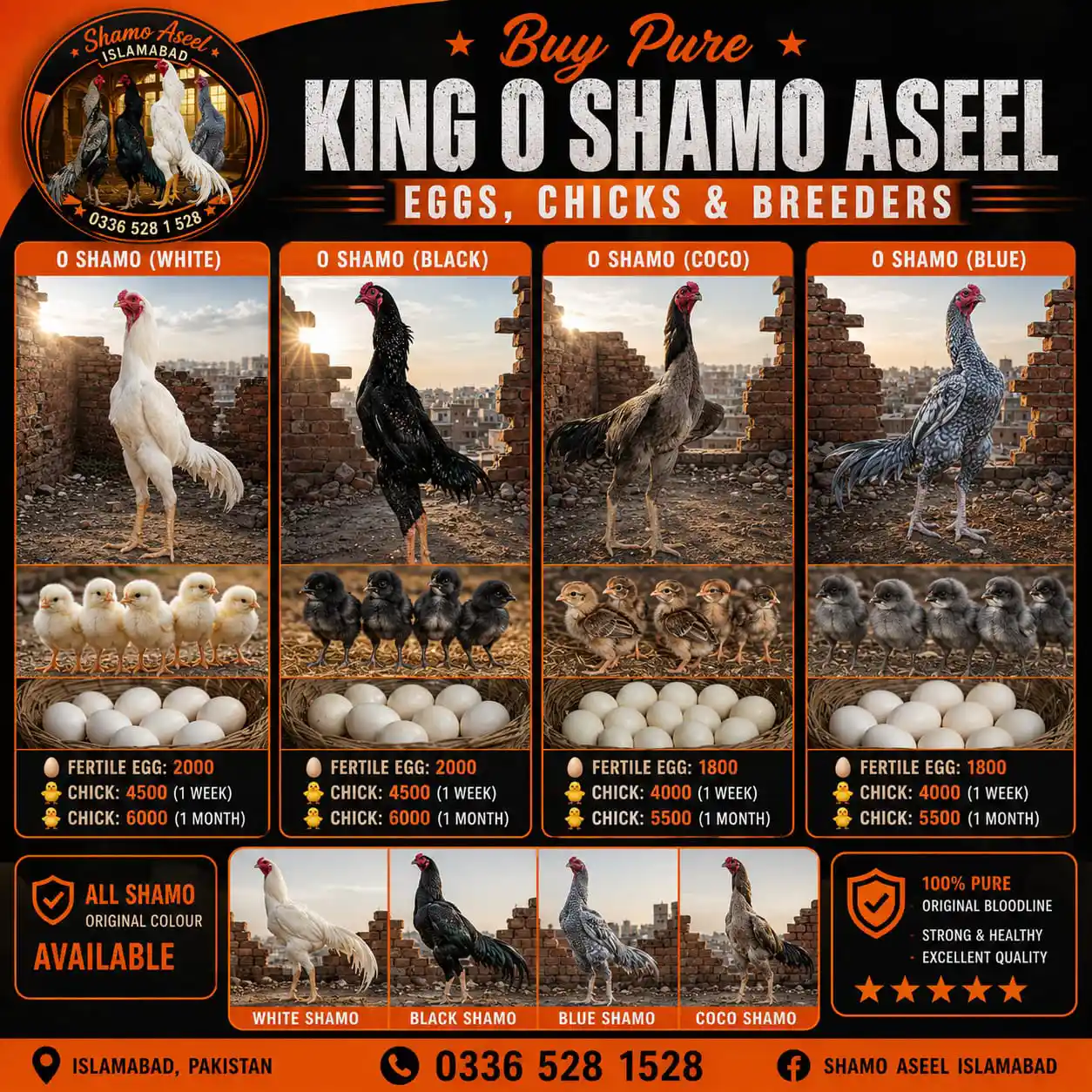 1 Month Shamo Aseel Chicks for Sale in Islamabad