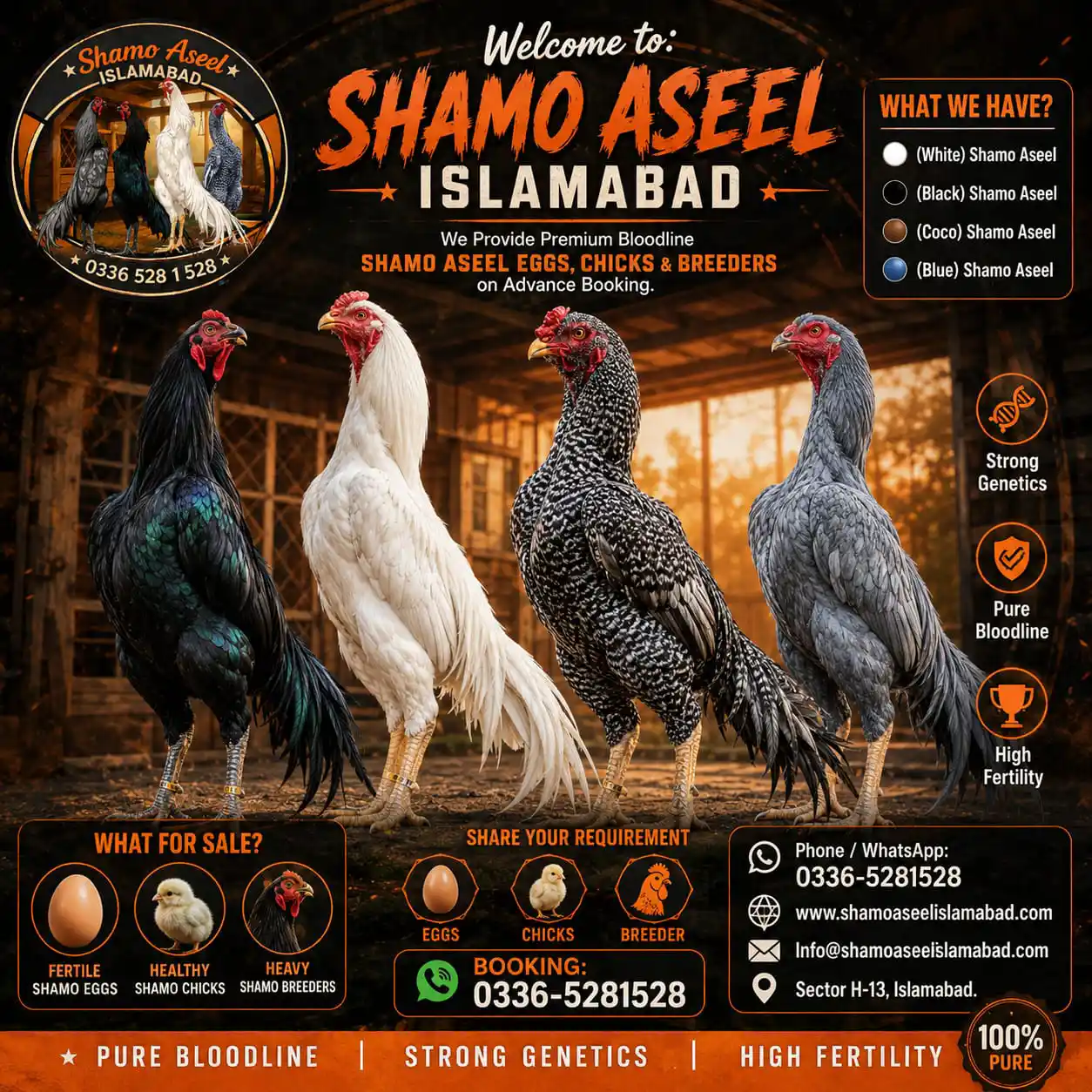 1 Month Shamo Aseel Chicks for Sale in Islamabad
