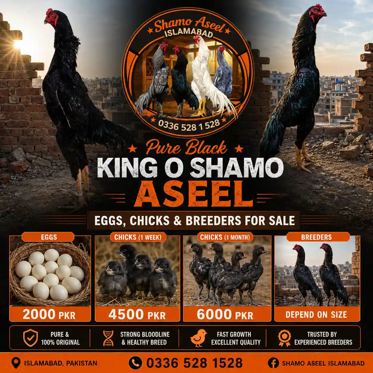 Black 1 Month Shamo Aseel Chicks for Sale in Islamabad