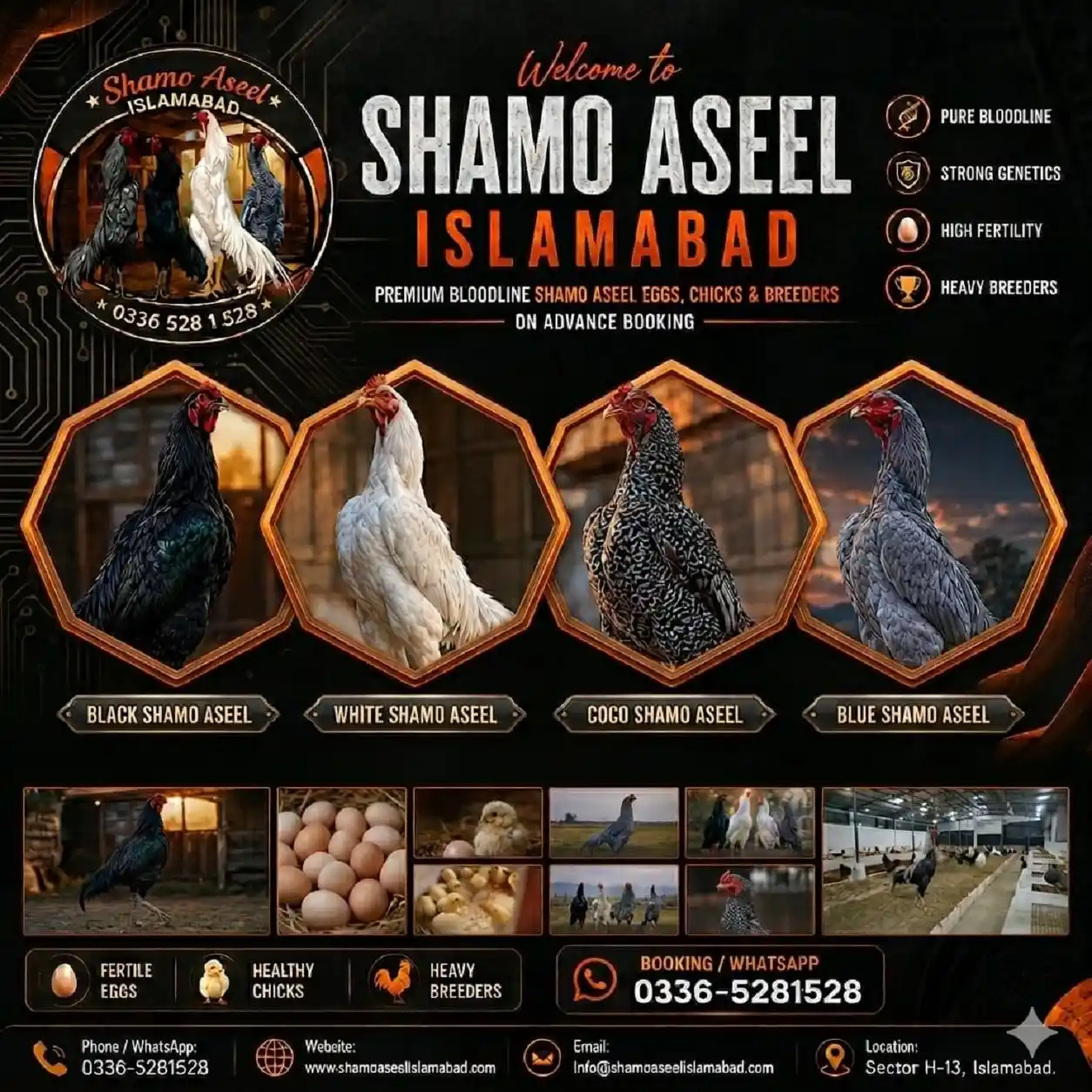  Shamo Aseel Chicks for Sale in Islamabad