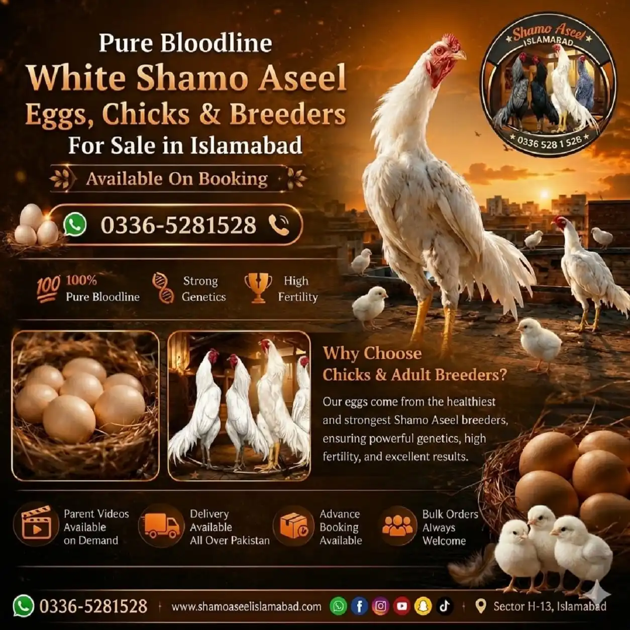 1 Month Shamo Aseel Chicks for Sale in Islamabad