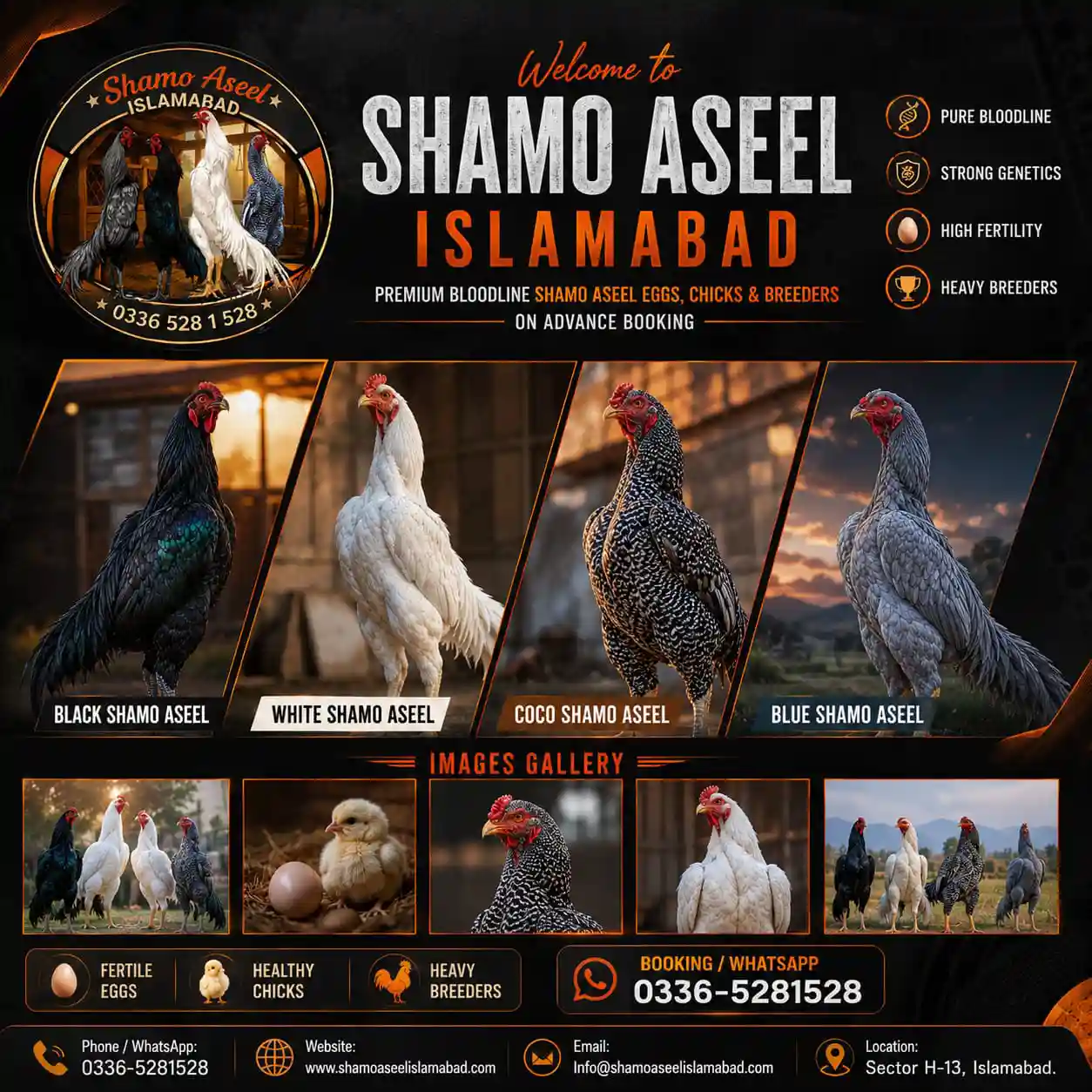 King O Shamo Fertile Eggs for Sale in Islamabad