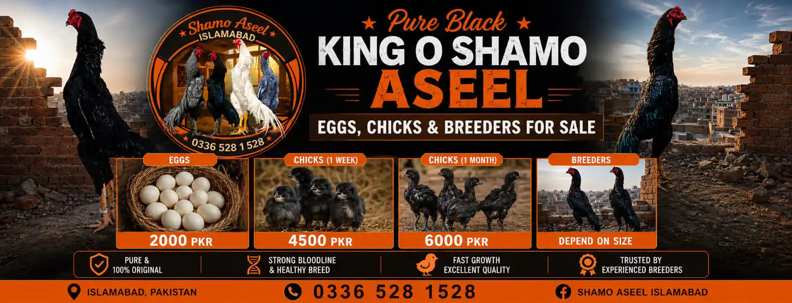 Pure Black King O Shamo Aseel for Sale in Islamabad Pakistan