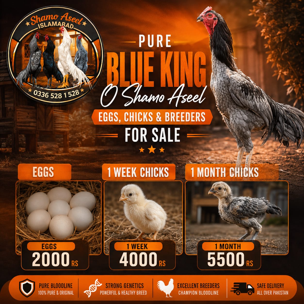 Blue Shamo Aseel 1 Month Chicks for Sale in Islamabad