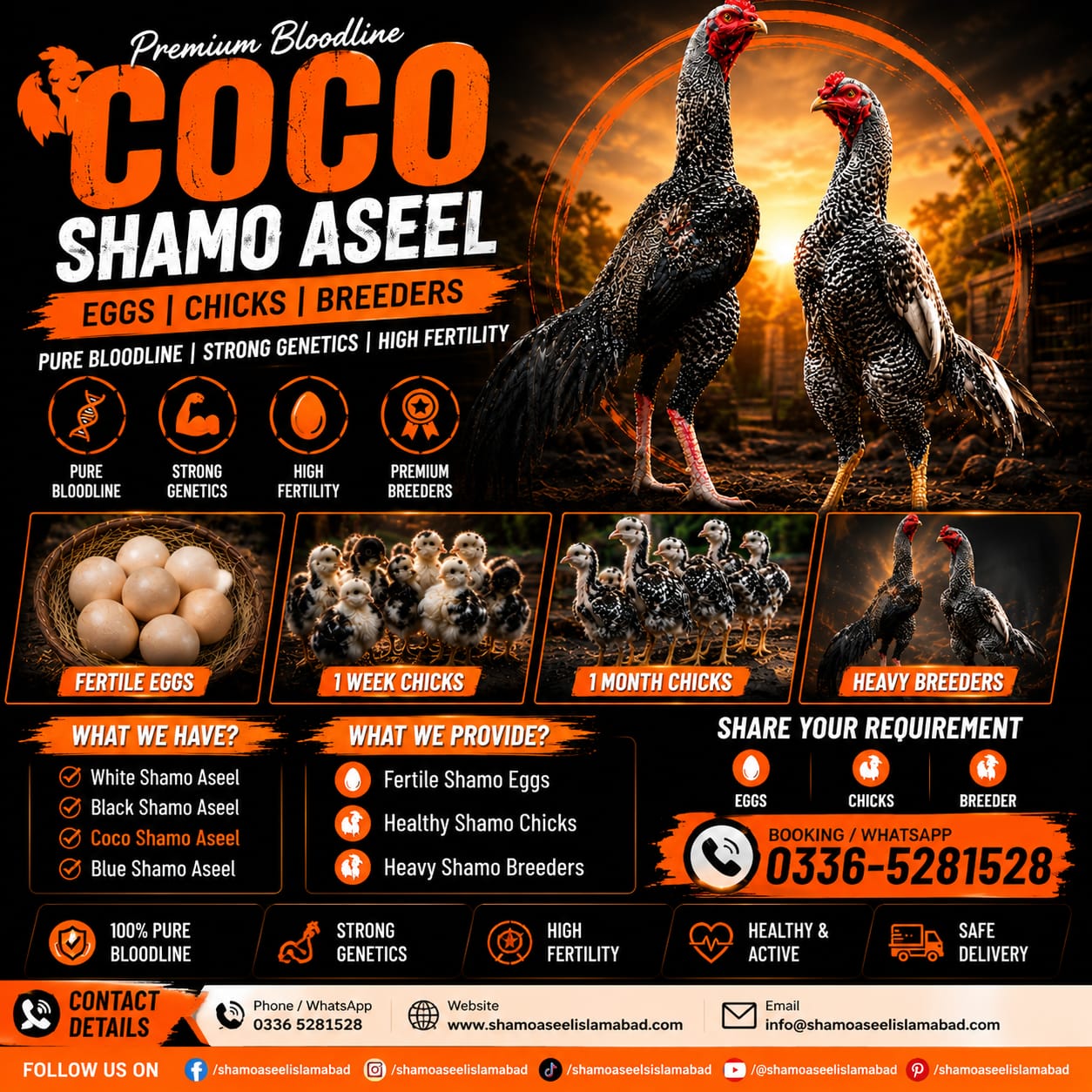 Coco Shamo Aseel Chicks for Sale in Islamabad