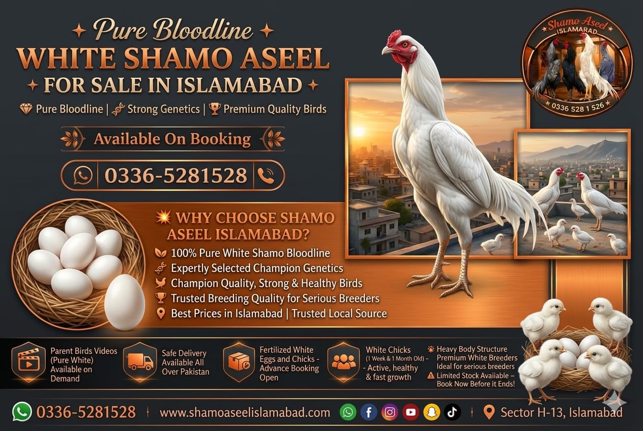 Pure White King O Shamo Aseel for Sale in Islamabad Pakistan