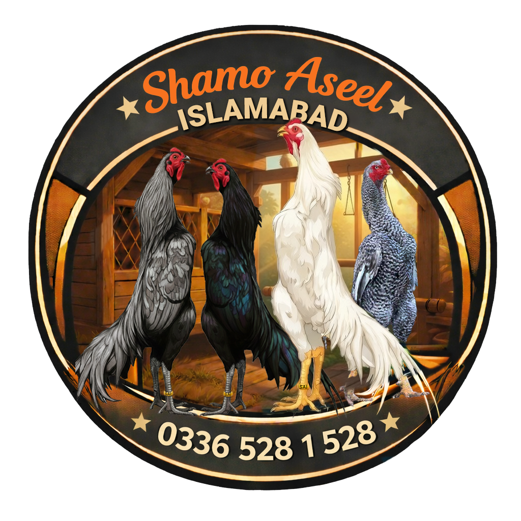Shamo Aseel Islamabad - Pure Bloodline Shamo Aseel Eggs, Chicks and Breeders in Islamabad.