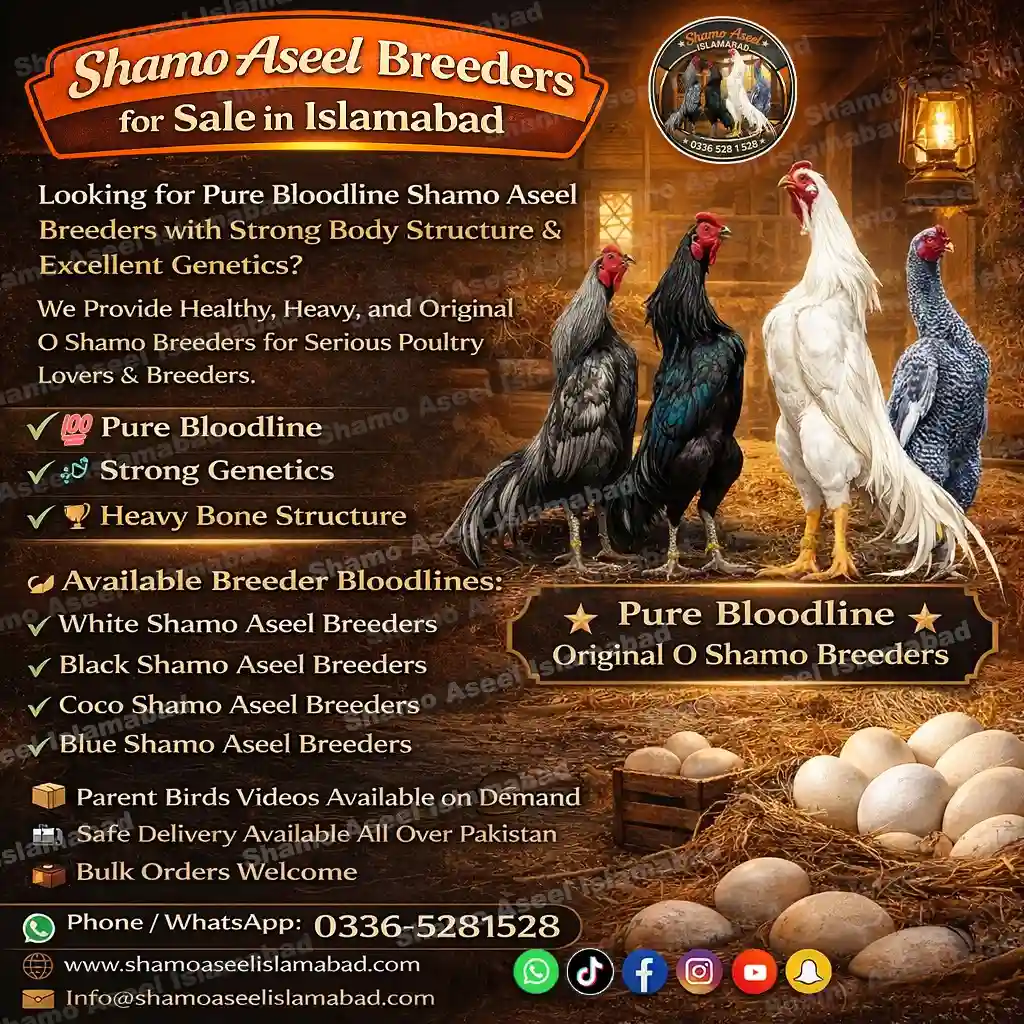 Premium Shamo Aseel Breeders Male and Female Islamabad
