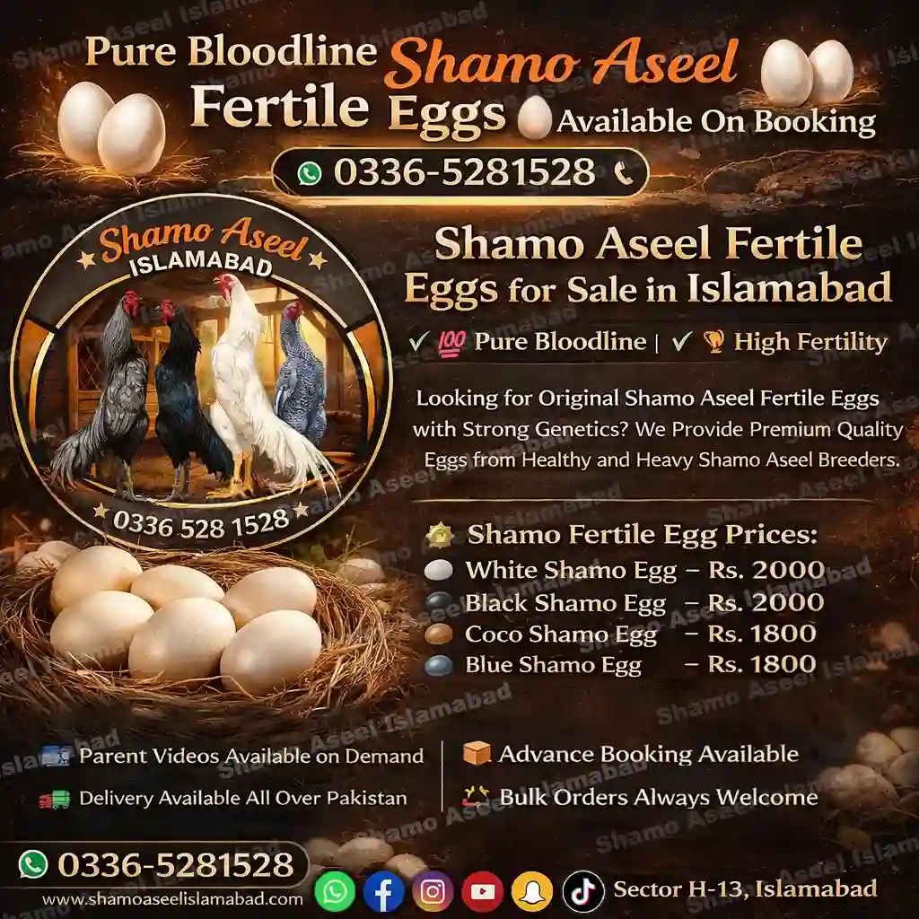 King O Shamo Aseel Fertile Eggs in Islamabad